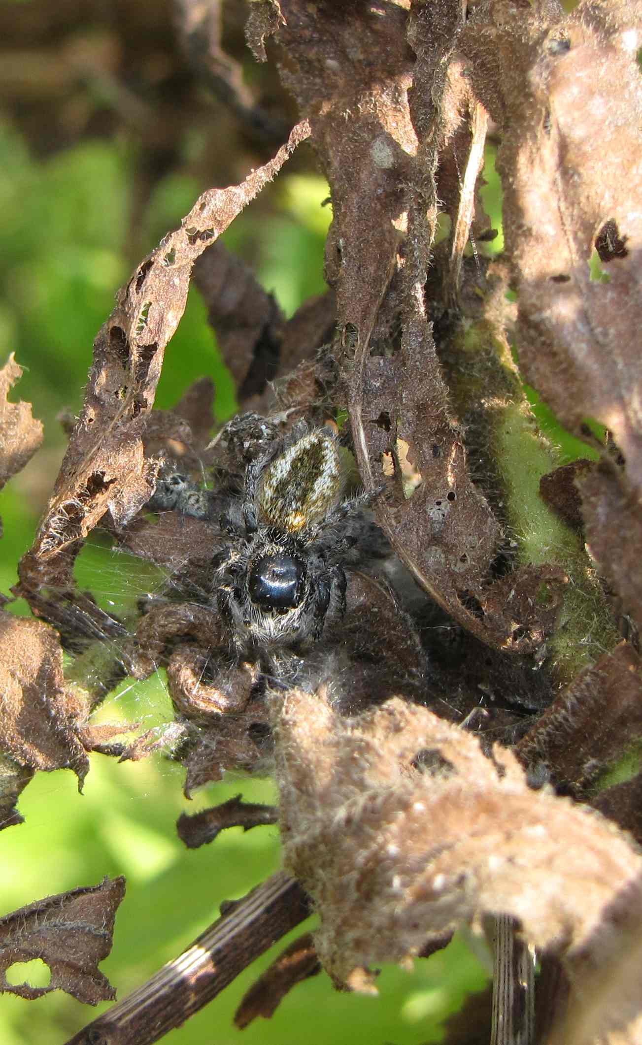 Philaeus chrysops